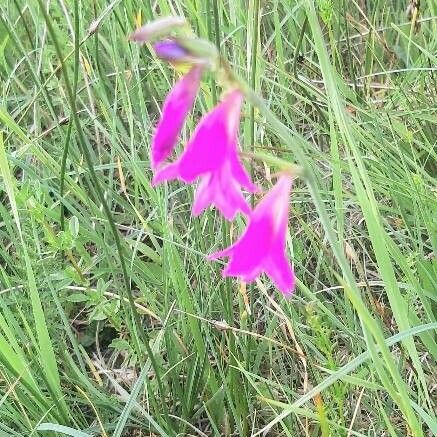 Gladiolus imbricatus 花