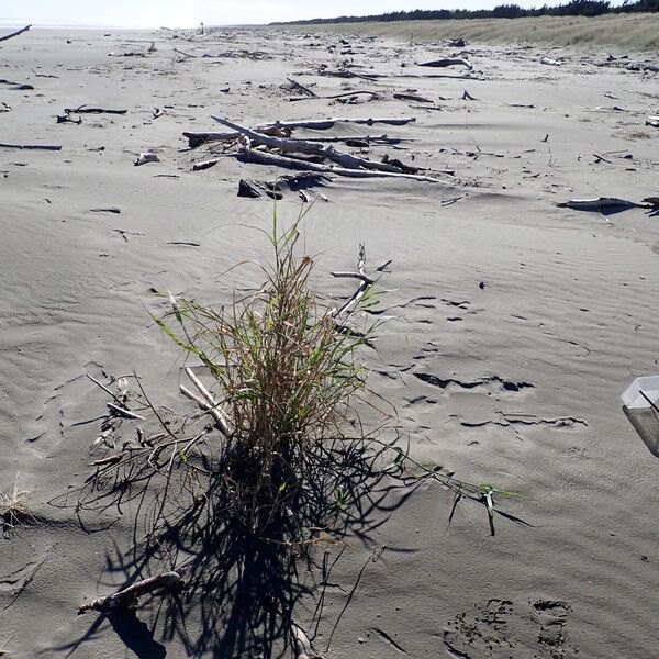 Phragmites karka عادت