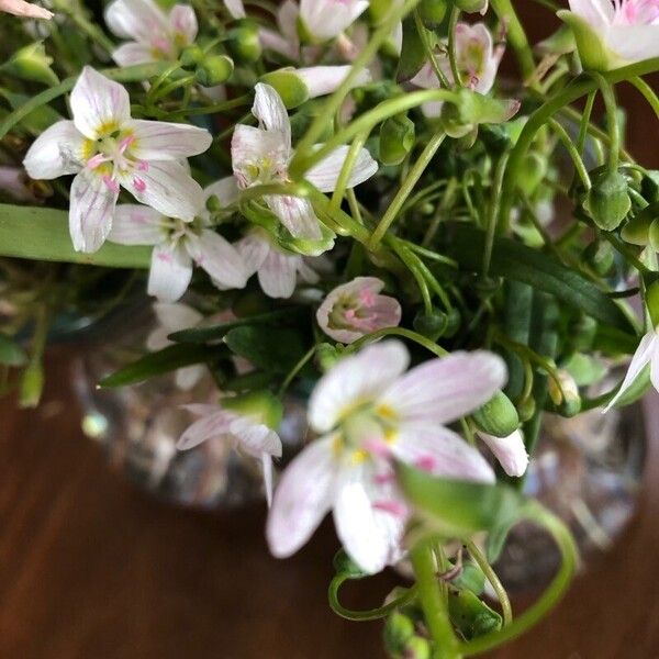 Claytonia virginica Flower