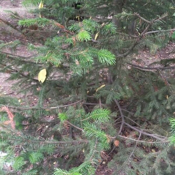 Abies sibirica Feuille