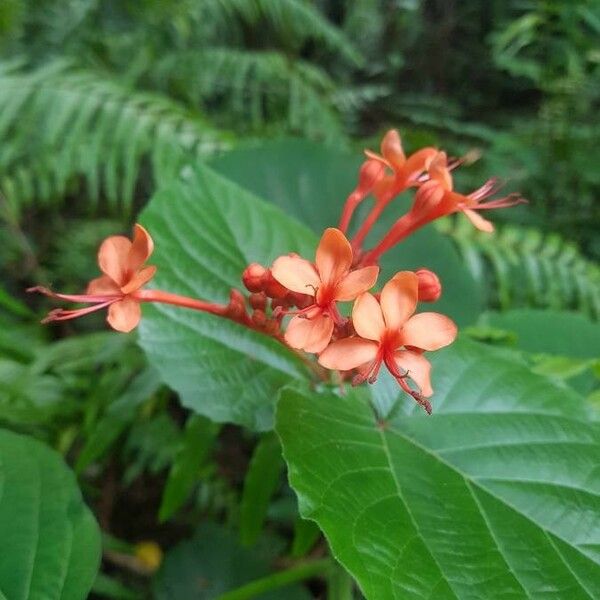 Clerodendrum speciosissimum Квітка