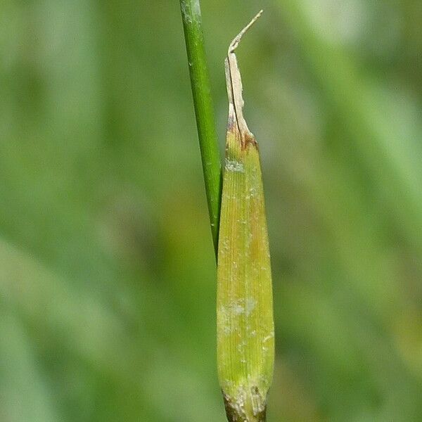 Eriophorum latifolium 葉