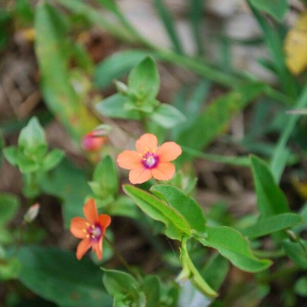 Lysimachia arvensis Flower