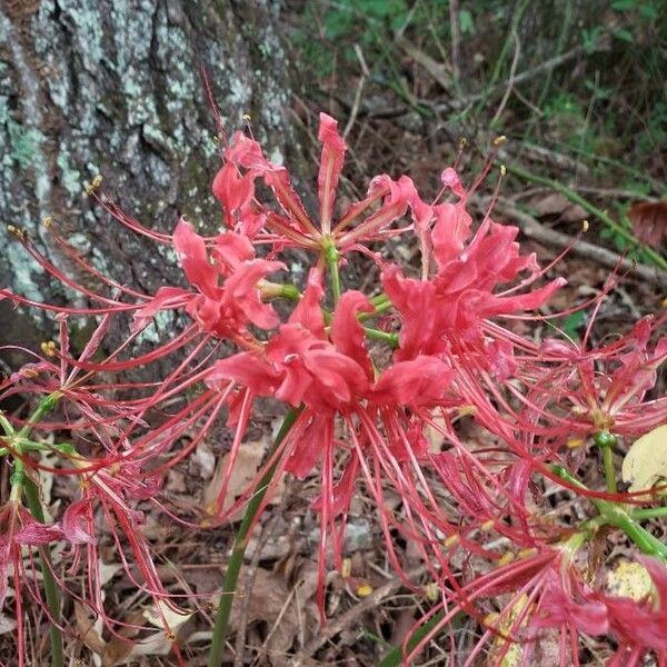 Lycoris radiata Virág