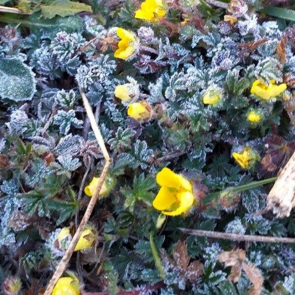 Potentilla crantzii Fleur