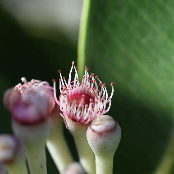 Syzygium multipetalum ফুল