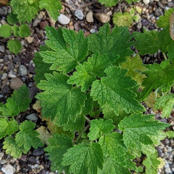 Moluccella laevis Leaf