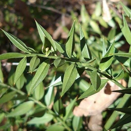 Ruscus aculeatus Levél