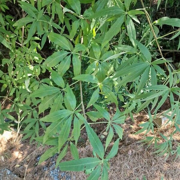 Vitex agnus-castus Leaf