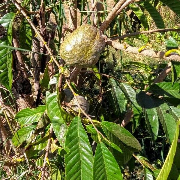 Annona reticulata Vaisius