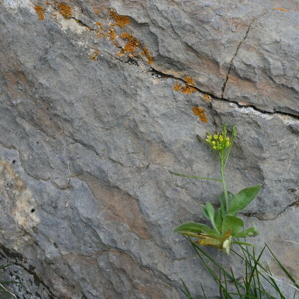 Draba nemorosa Other