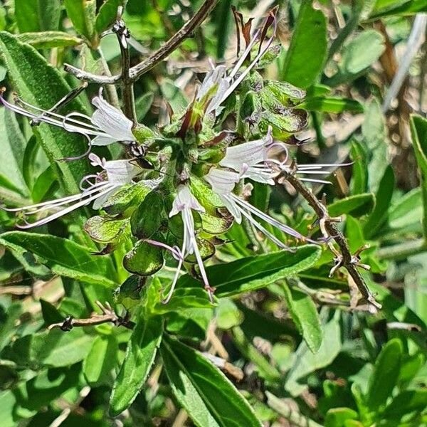 Ocimum filamentosum Flor