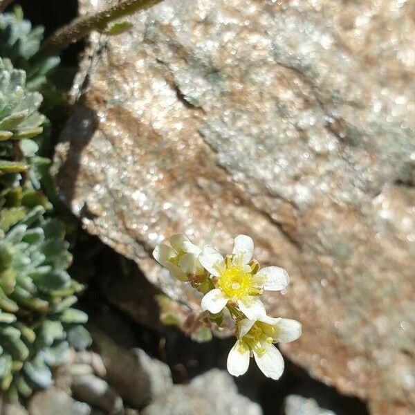 Saxifraga paniculata फूल