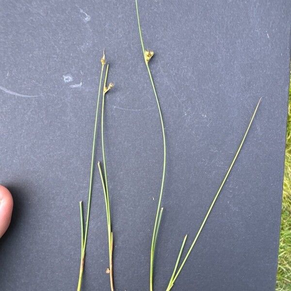 Juncus filiformis Floare