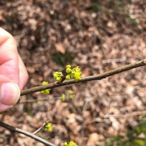 Lindera benzoin 花