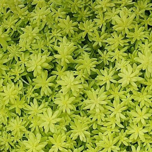 Sedum hispanicum Hostoa