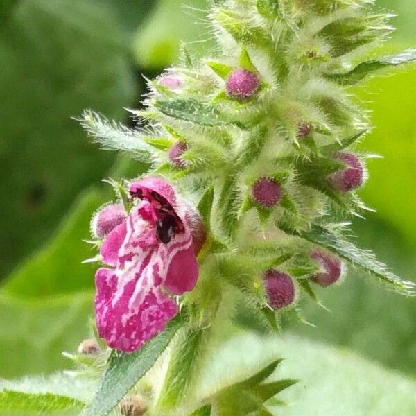 Stachys sylvatica Fleur