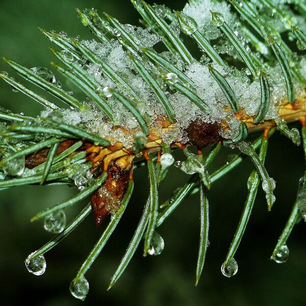 Abies sibirica Folla