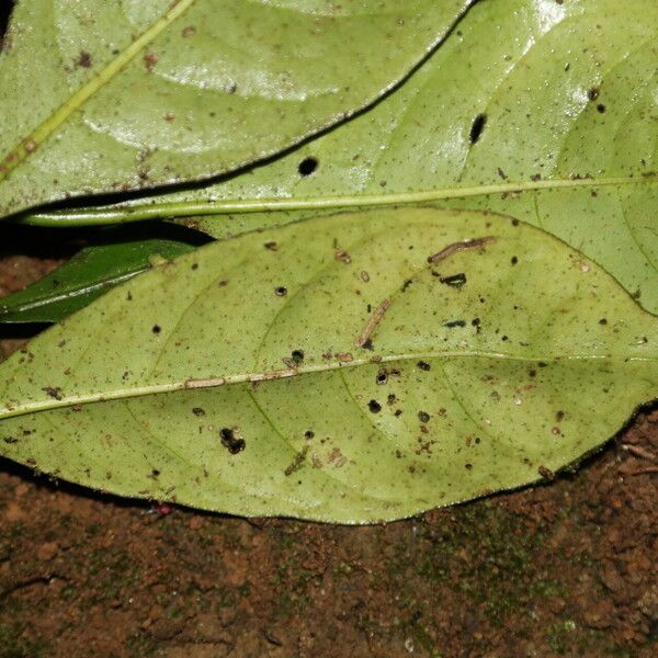 Psychotria champluvierae Blad