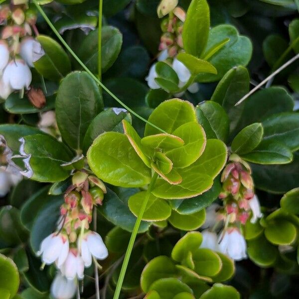 Vaccinium vitis-idaea Hostoa