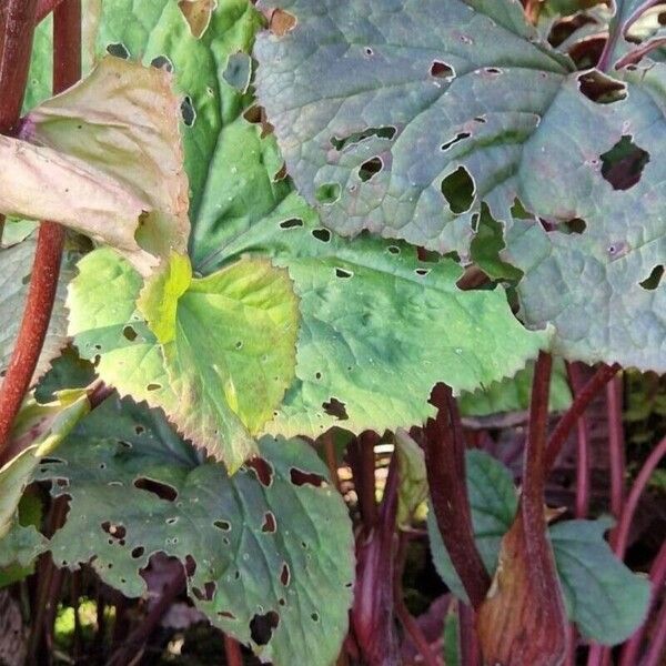 Ligularia dentata Leaf