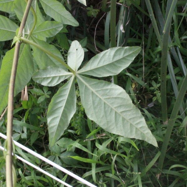 Ipomoea hochstetteri Liść