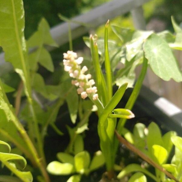 Muscari aucheri Flor