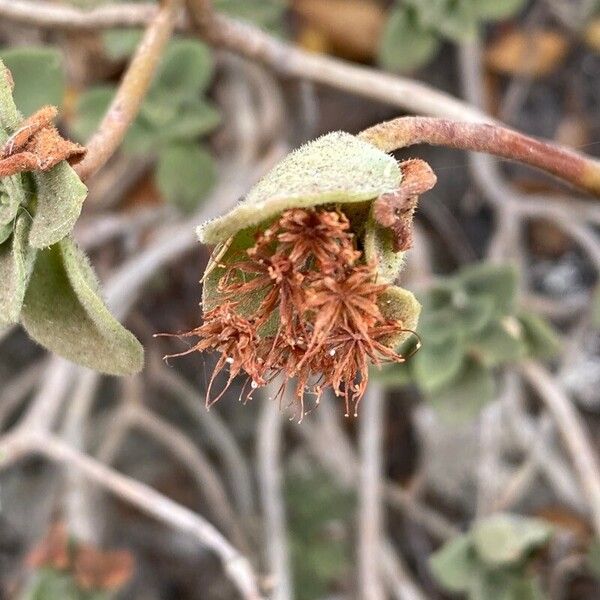 Aeonium goochiae Flower