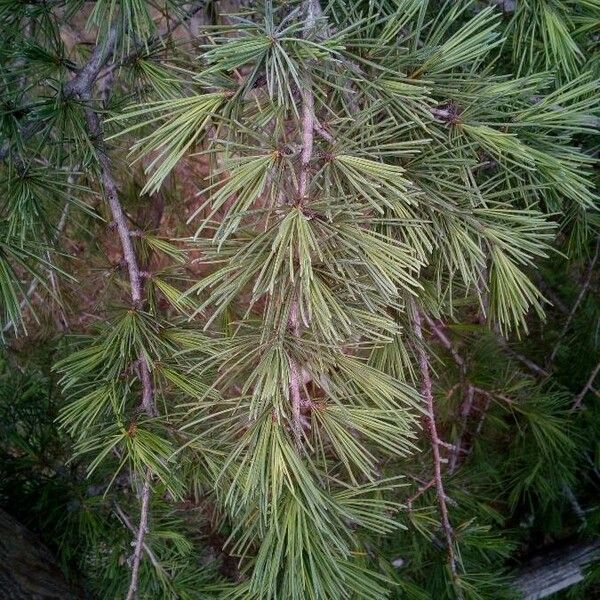 Larix occidentalis Hoja