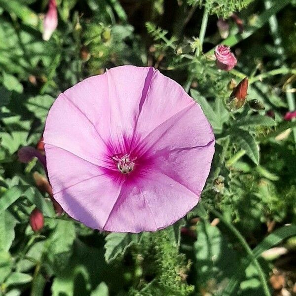 Convolvulus althaeoides Flower