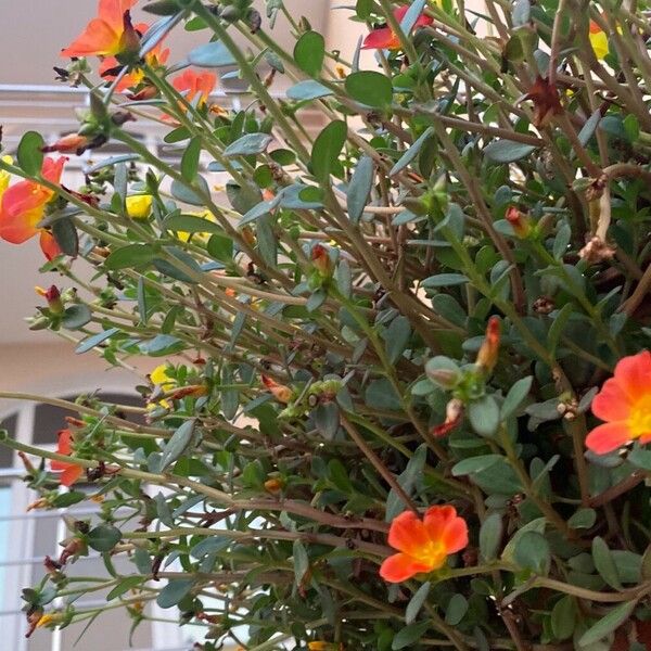 Portulaca umbraticola Hàbitat