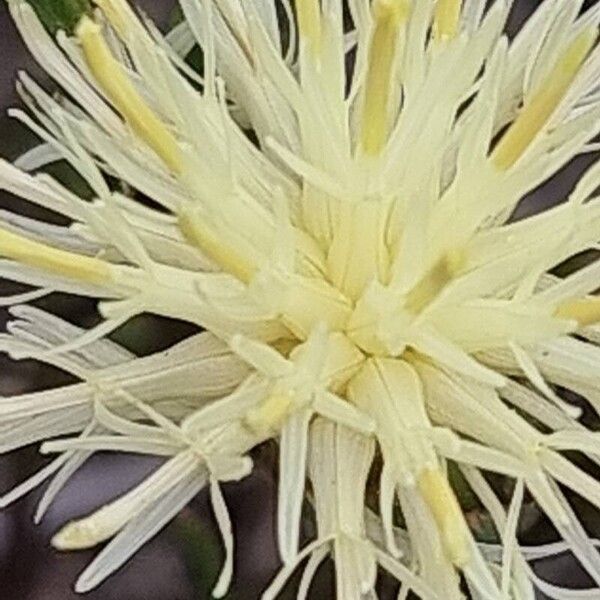 Centaurea dichroantha Fiore