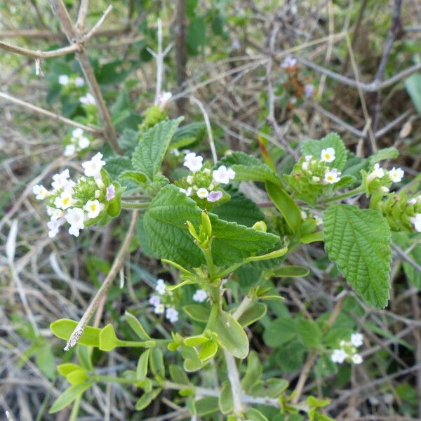 Lantana viburnoides Fleur