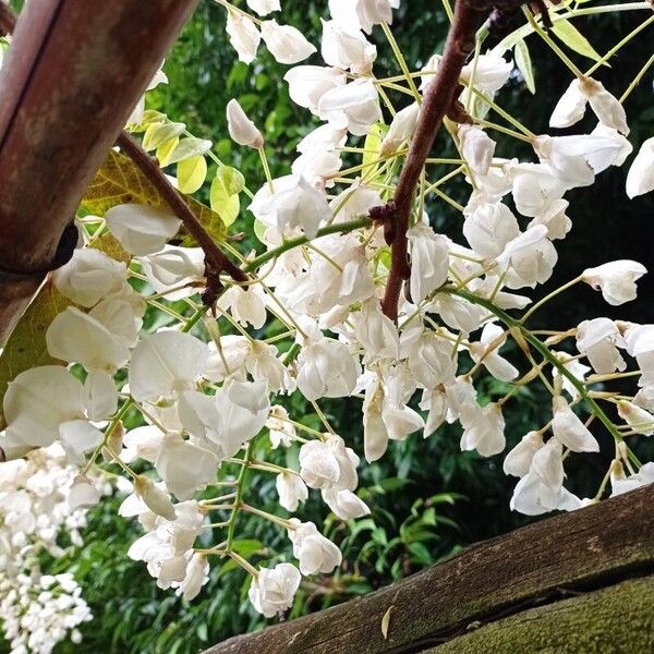 Wisteria floribunda പുഷ്പം