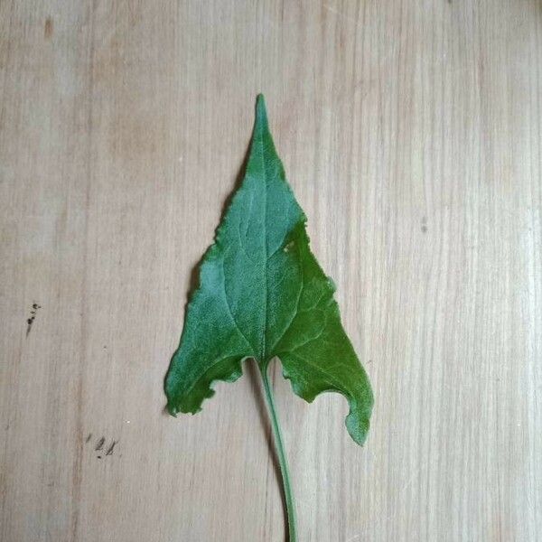 Rumex sagittatus Leaf