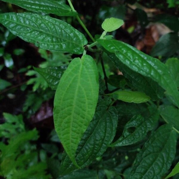 Piper obscurifolium Leaf