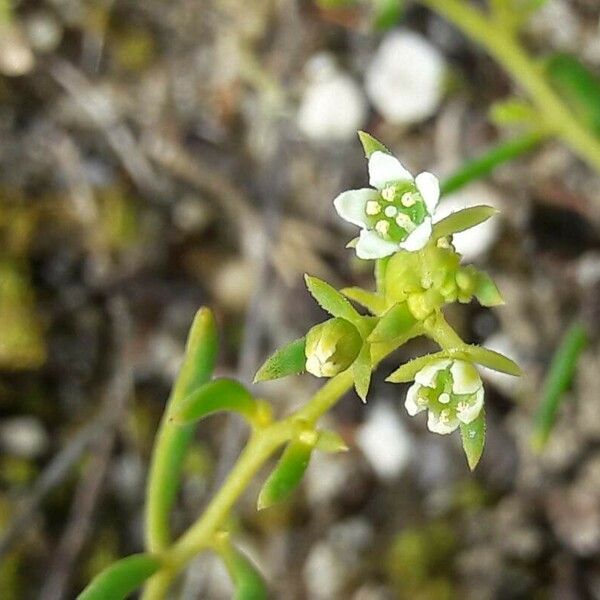 Thesium humifusum Blüte