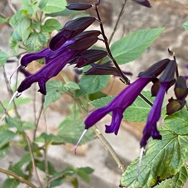 Salvia guaranitica Flors