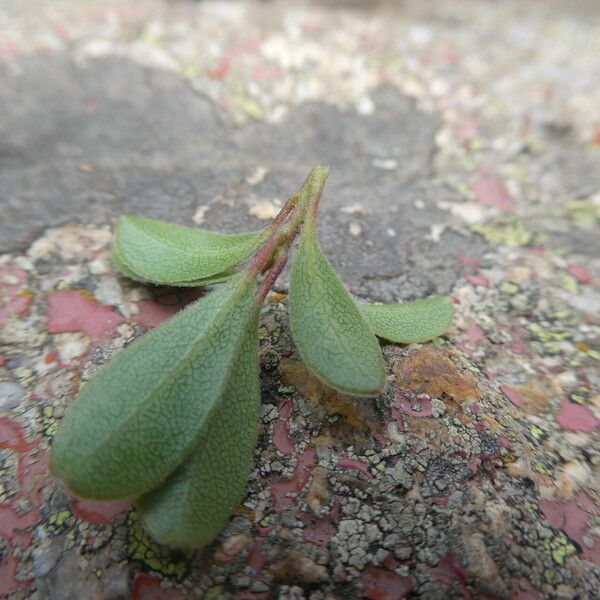 Arctostaphylos uva-ursi Leaf