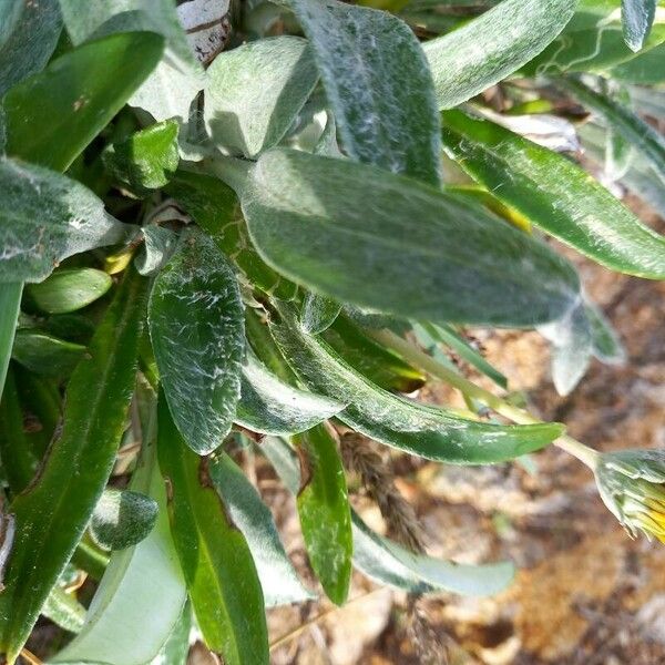 Gazania rigens Leaf