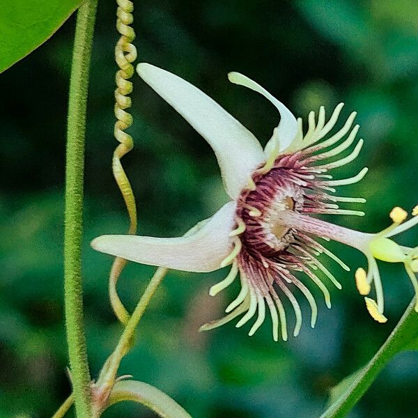 Passiflora pallida Květ