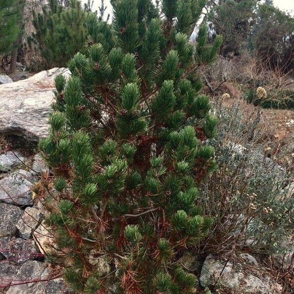 Pinus cembra عادت داشتن