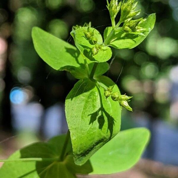 Hypericum punctatum Květ