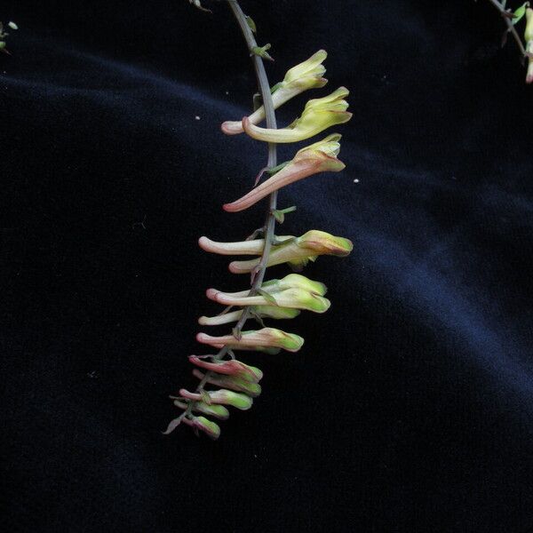Corydalis chaerophylla