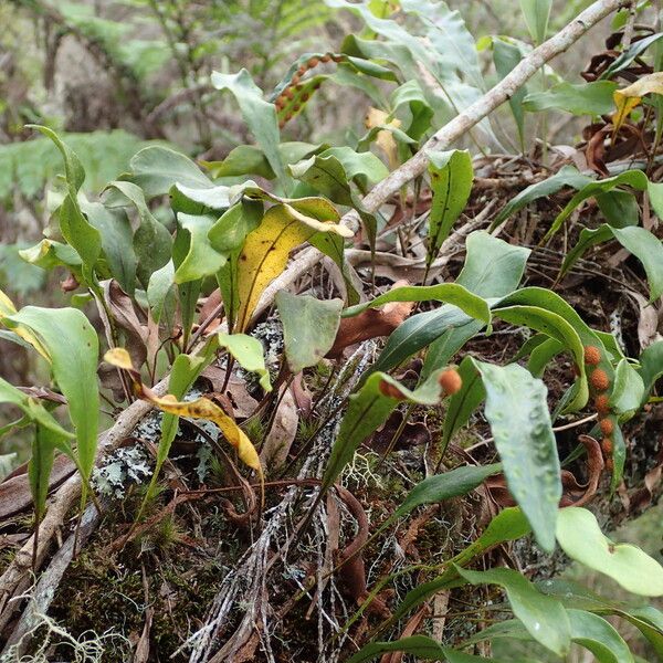 Pleopeltis macrocarpa Staniste