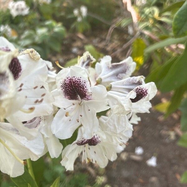 Rhododendron annae Blomma