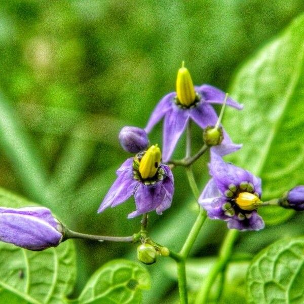 Solanum dulcamara Other