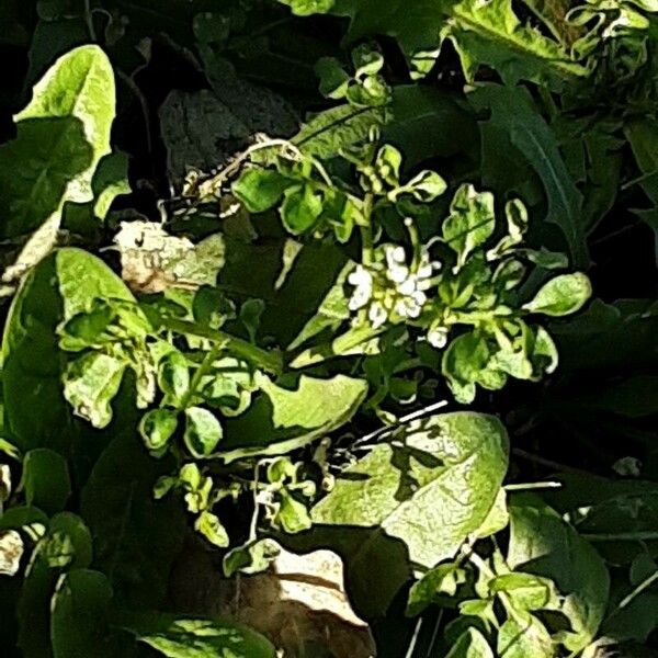 Cardamine flexuosa Blüte