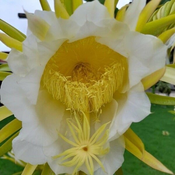 Hylocereus undatus Flor