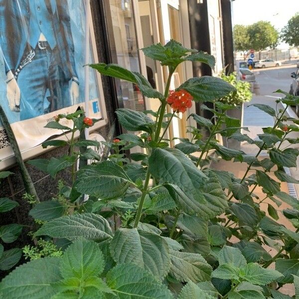 Lantana camara Levél